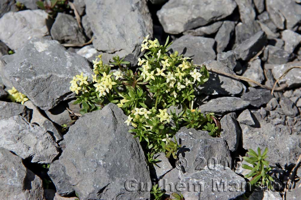 Galium megalospermum