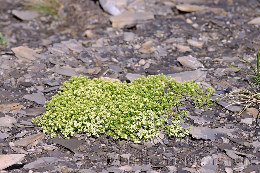 Galium megalospermum