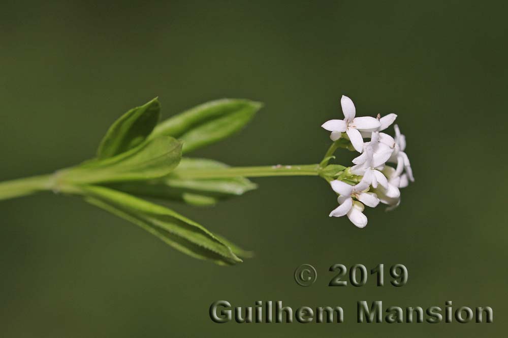 Galium odoratum