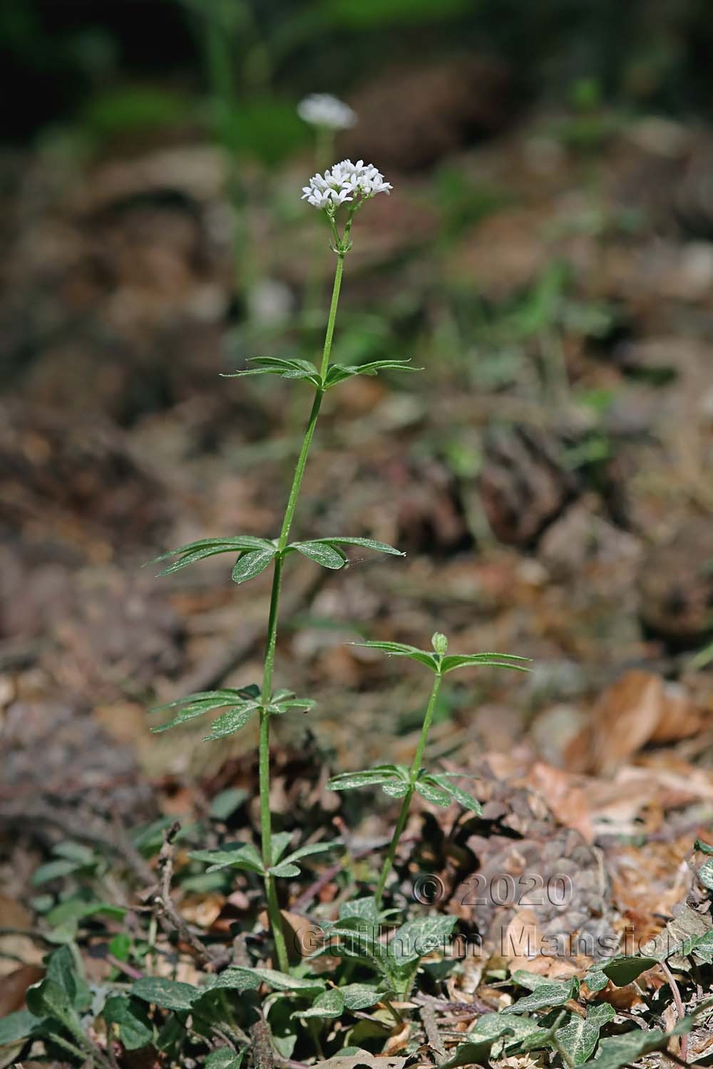 Galium odoratum