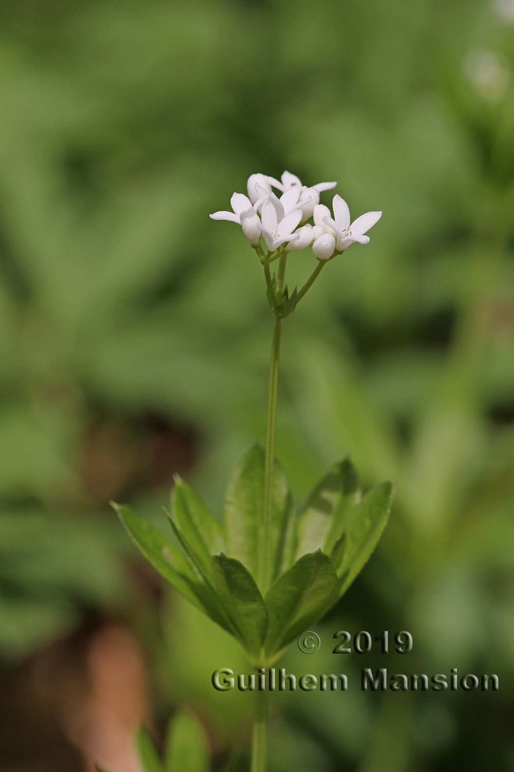 Galium odoratum