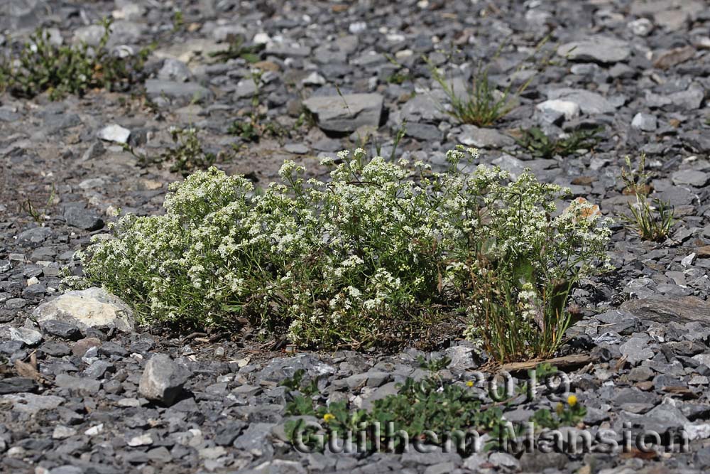 Galium pumilum