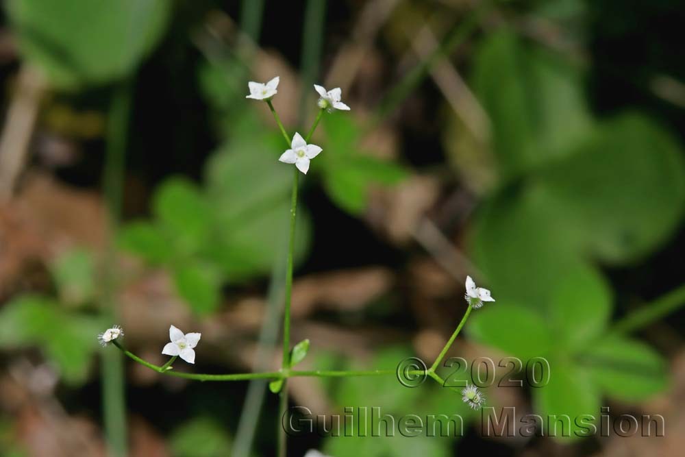 Galium rotundifolium