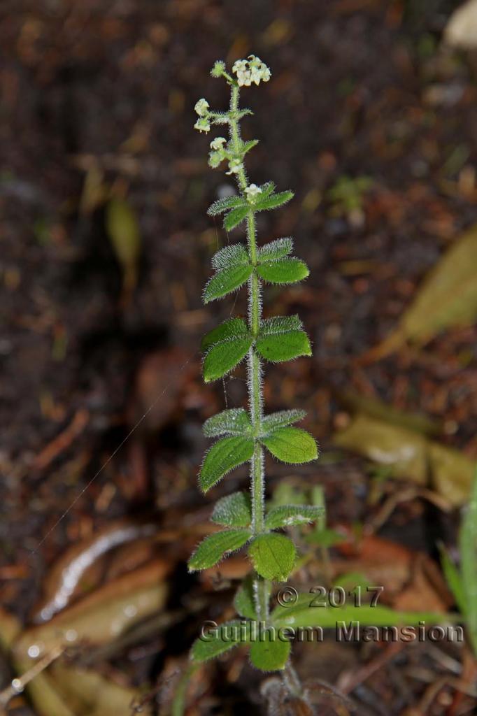 Galium scabrum