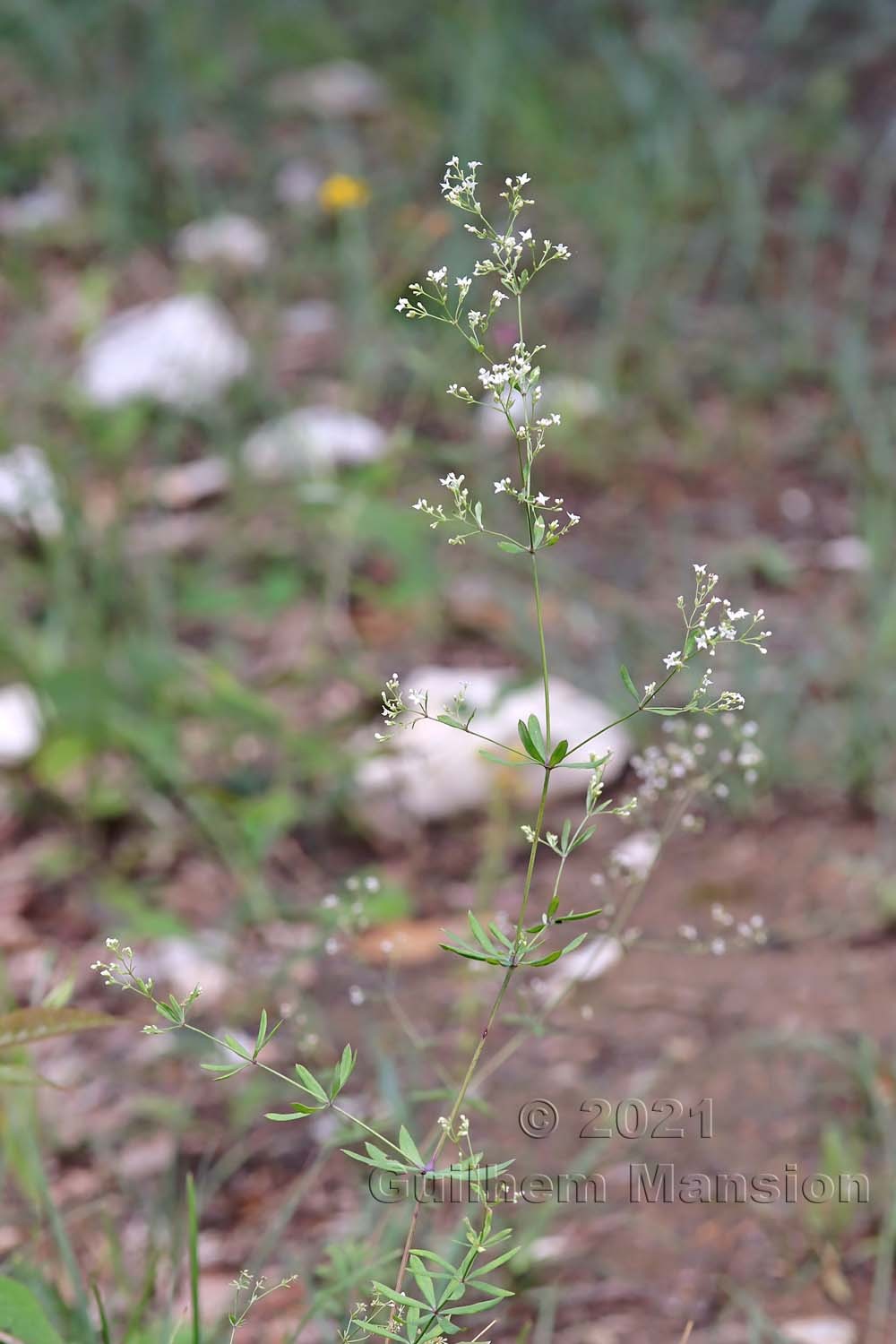 Galium sylvaticum