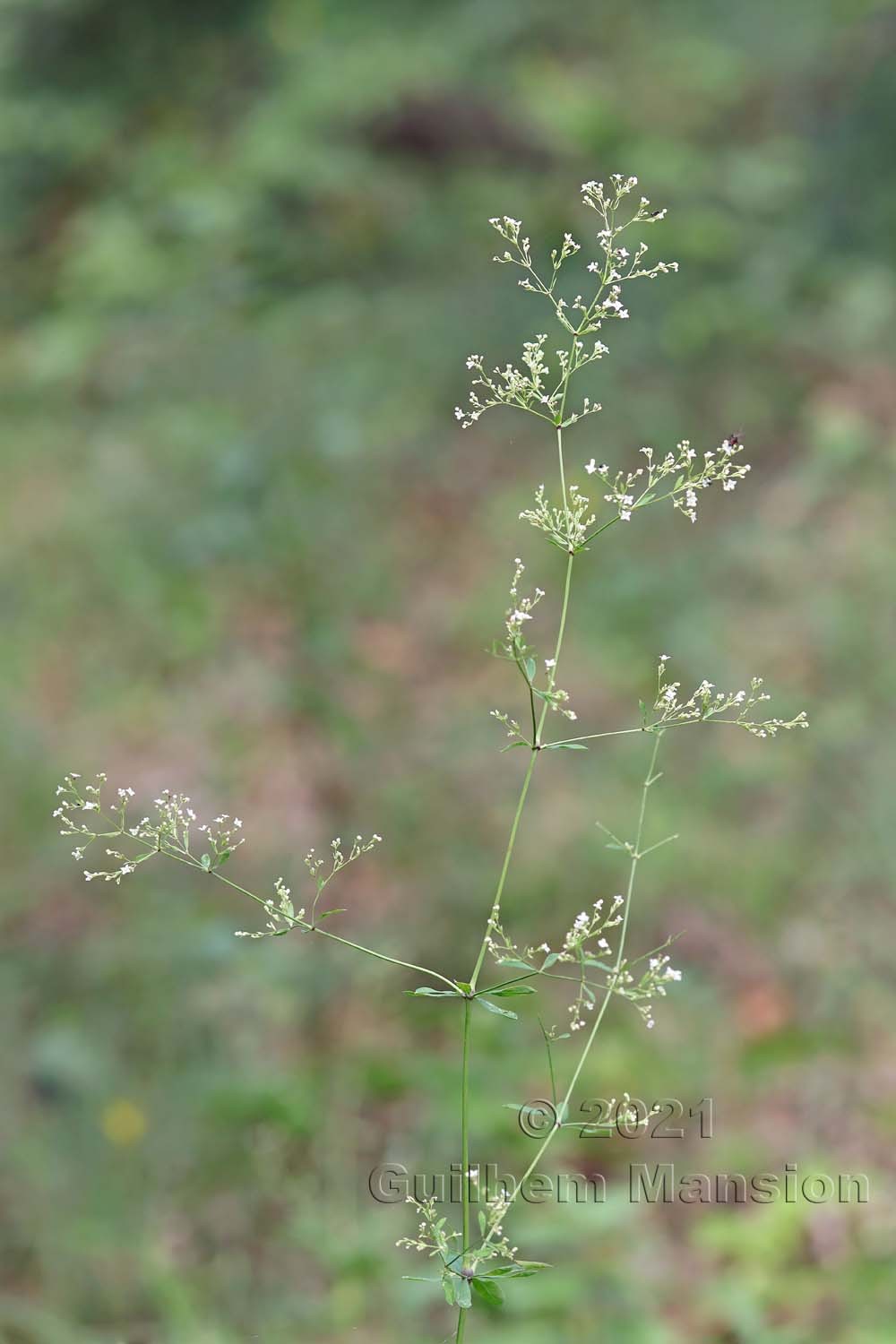 Galium sylvaticum