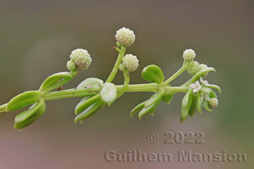 Galium verrucosum