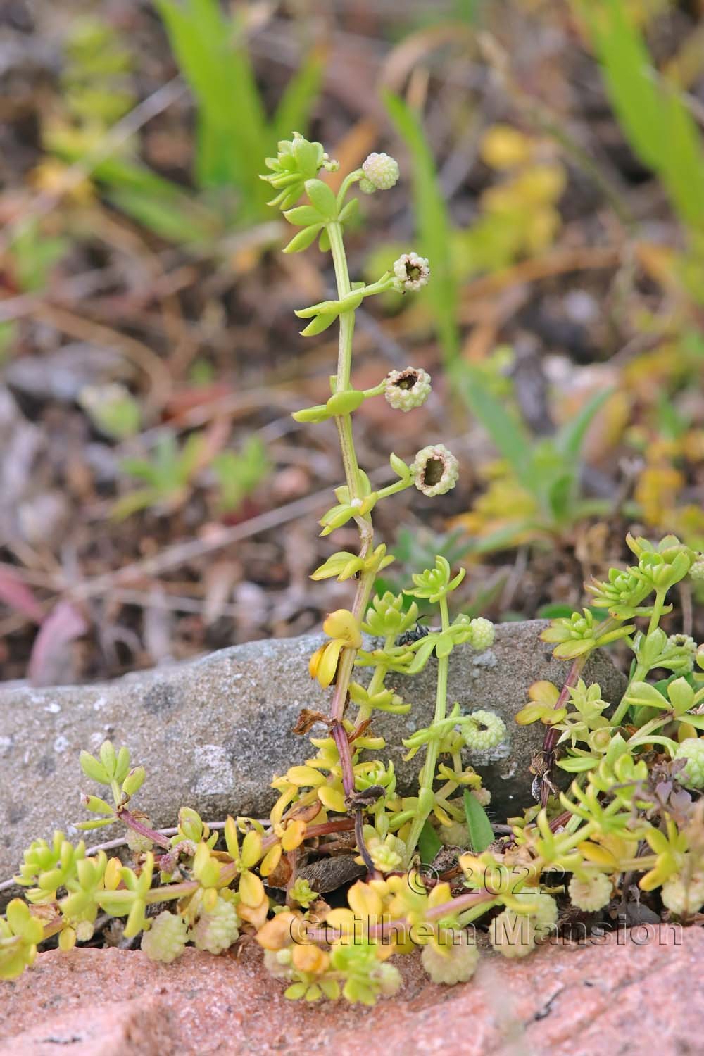 Galium verrucosum