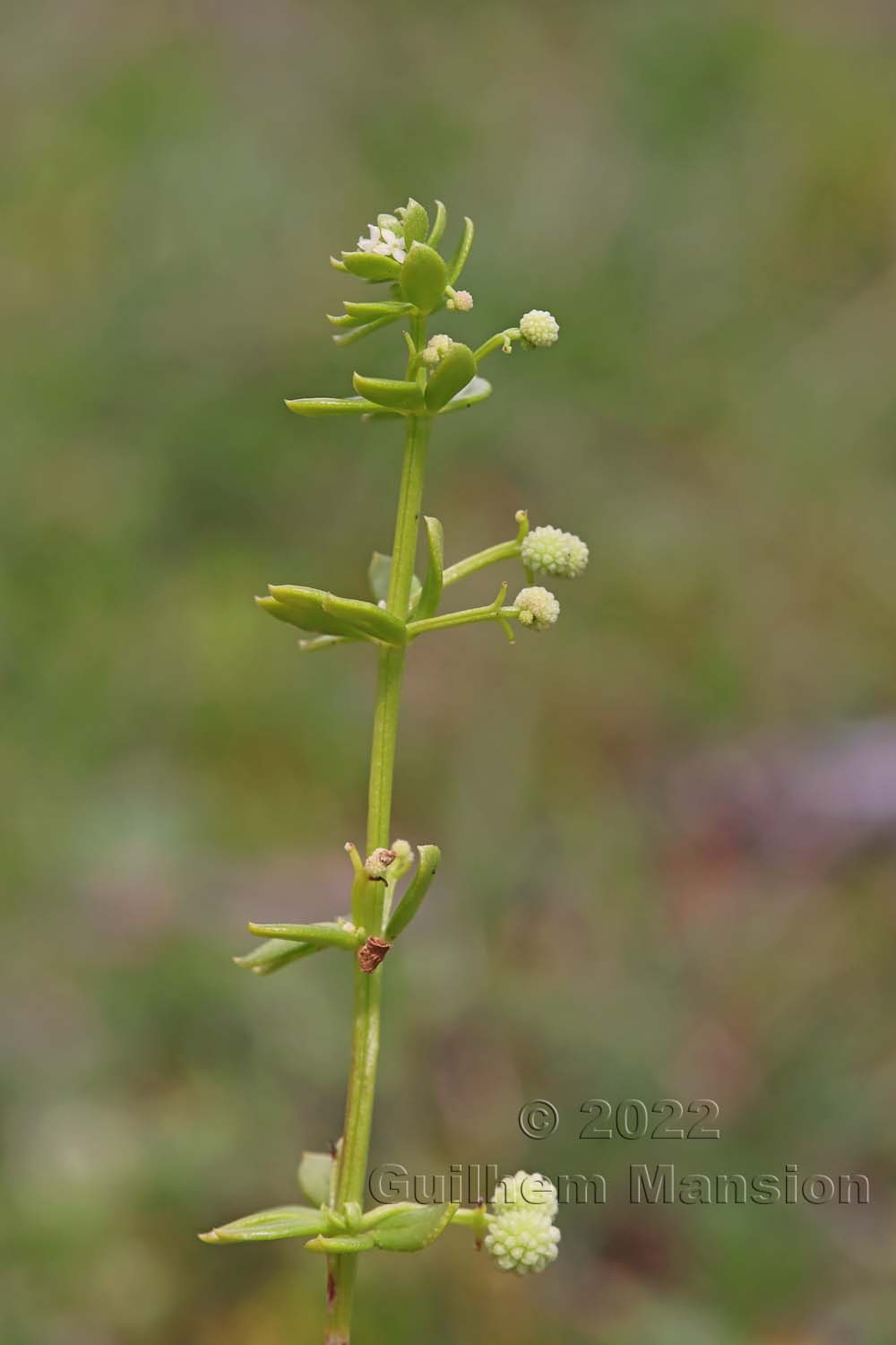 Galium verrucosum