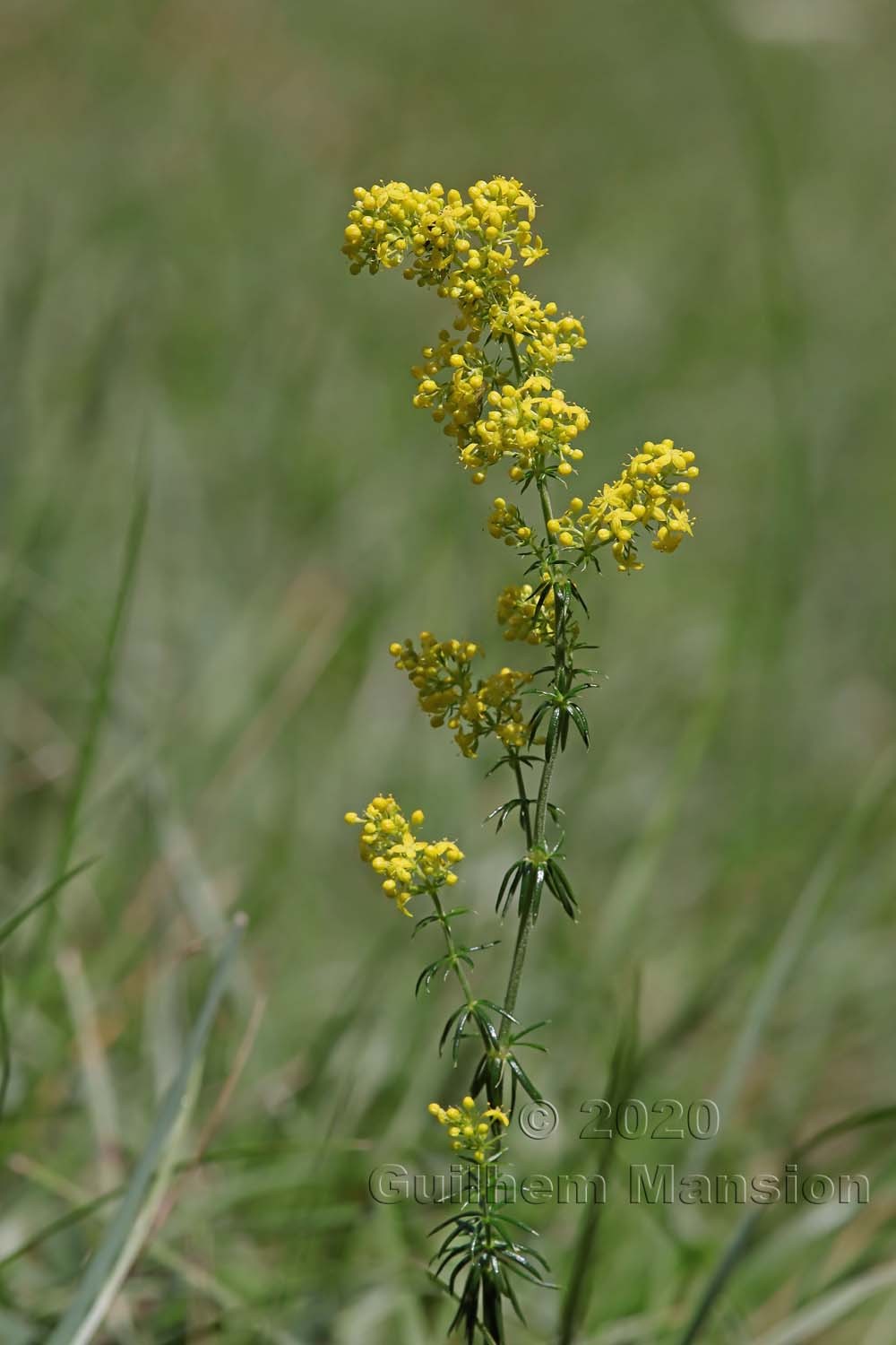 Galium verum