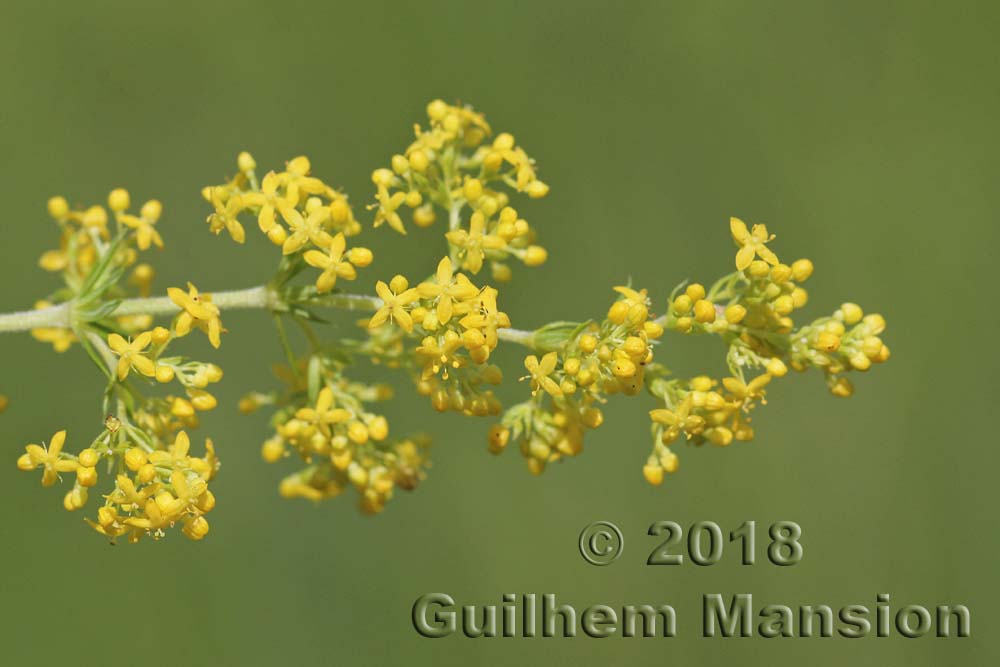 Galium verum