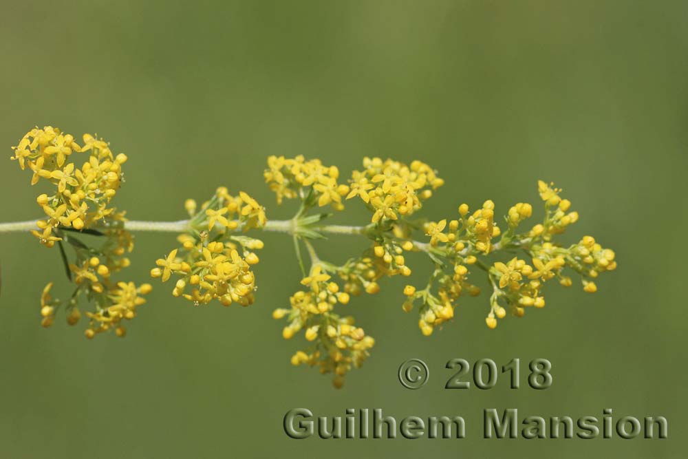 Galium verum