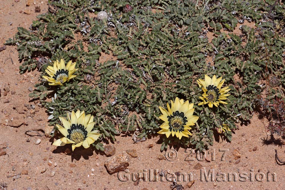 Gazania leiopoda