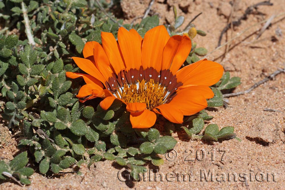 Gazania leiopoda