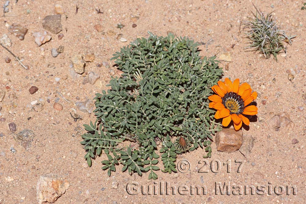 Gazania leiopoda