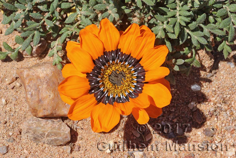 Gazania leiopoda