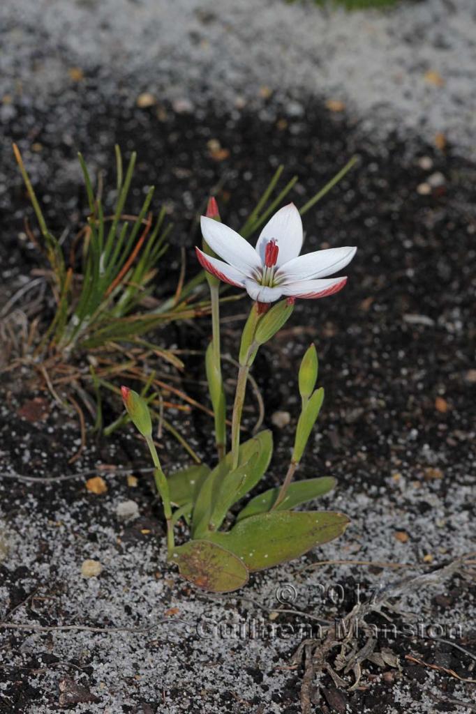 Geissorhiza ovata