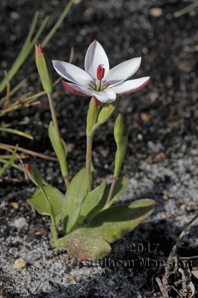 Geissorhiza ovata