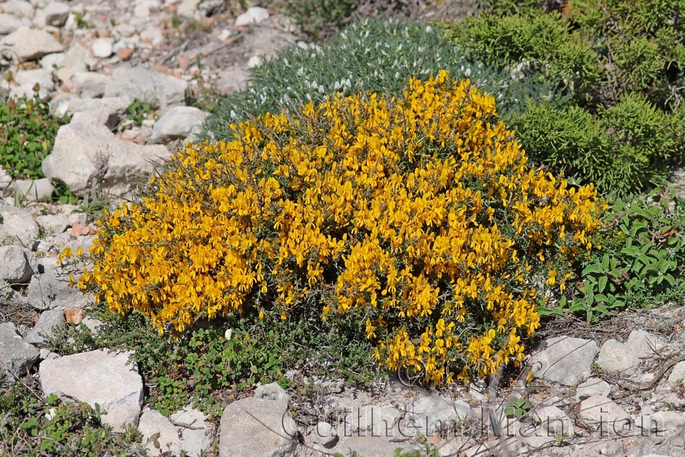 Genista corsica