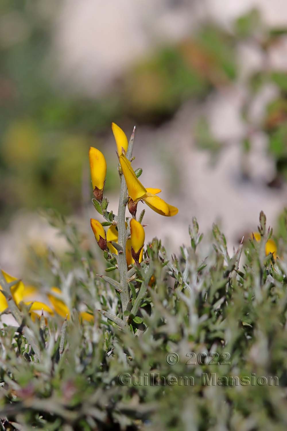 Genista corsica