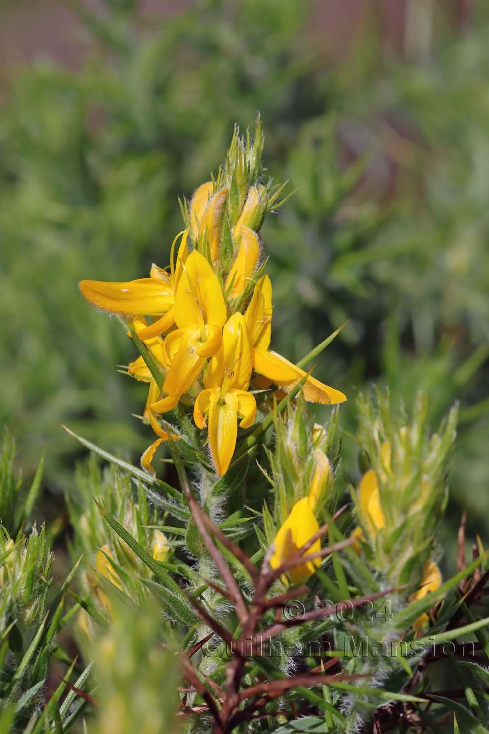 Genista hirsuta