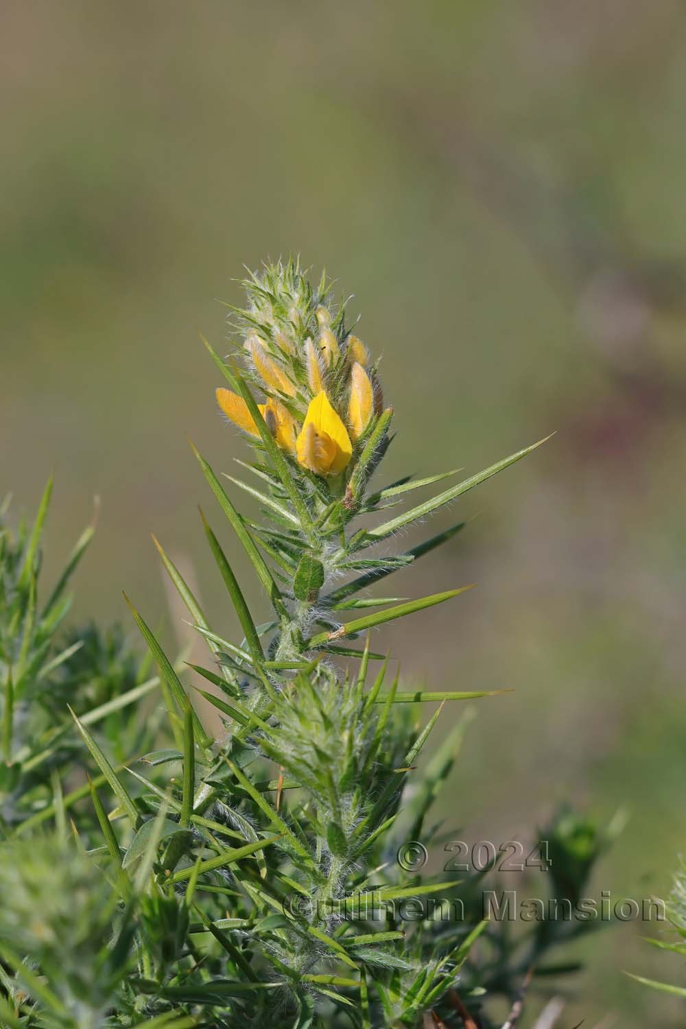 Genista hirsuta