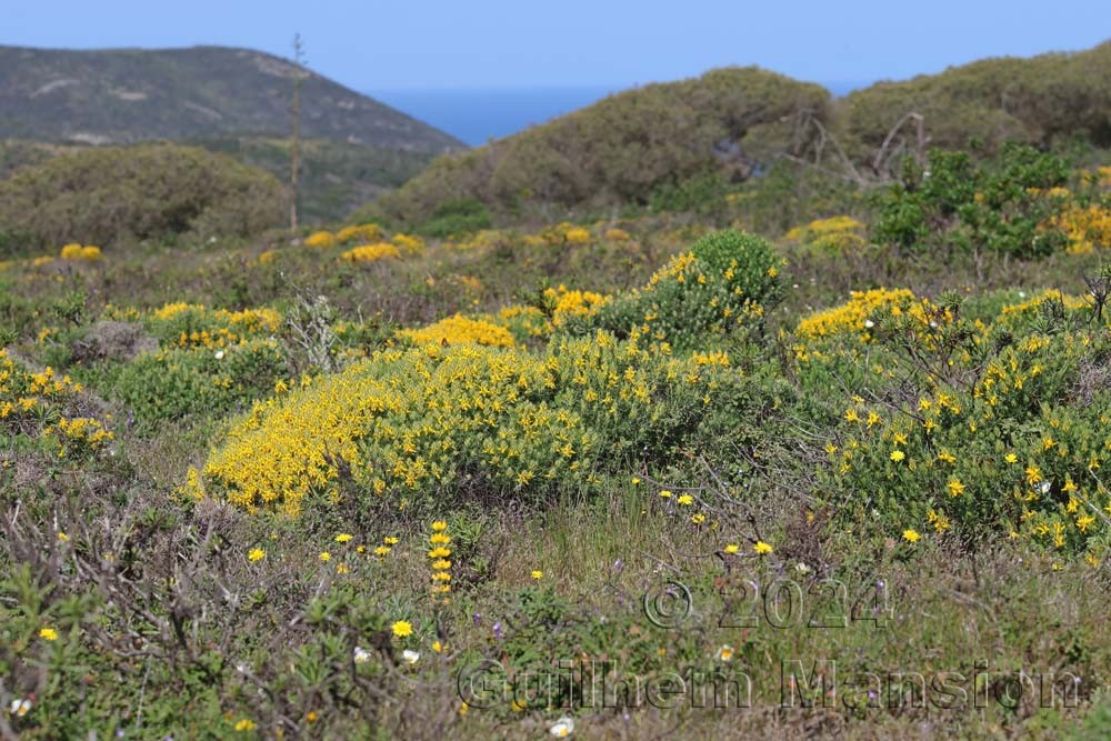 Genista hirsuta
