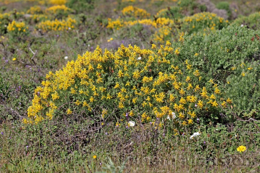 Genista hirsuta
