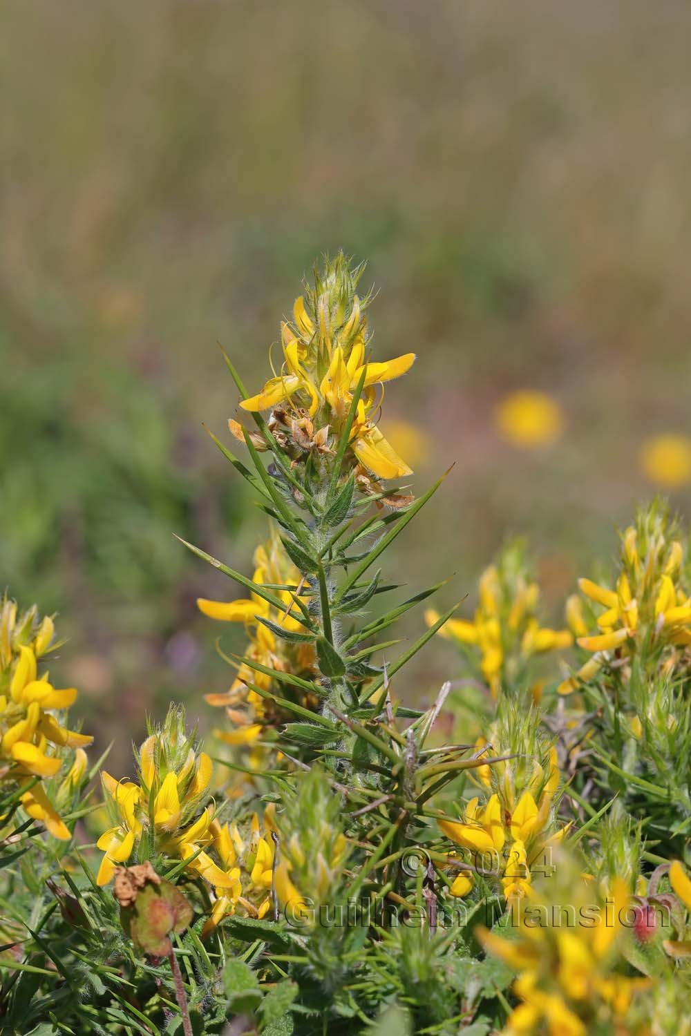 Genista hirsuta
