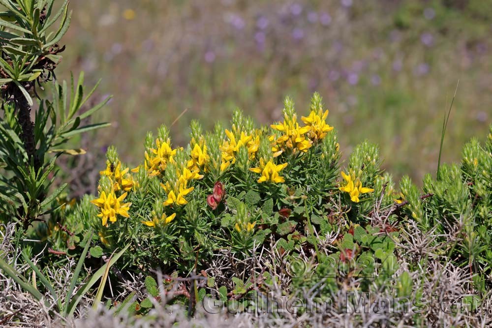 Genista hirsuta