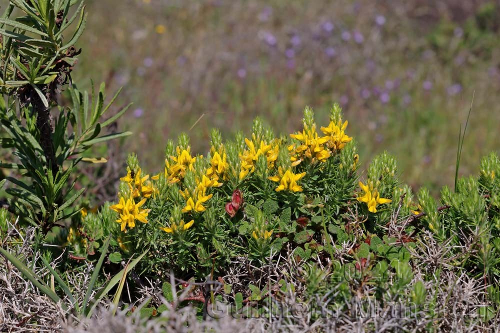 Genista hirsuta
