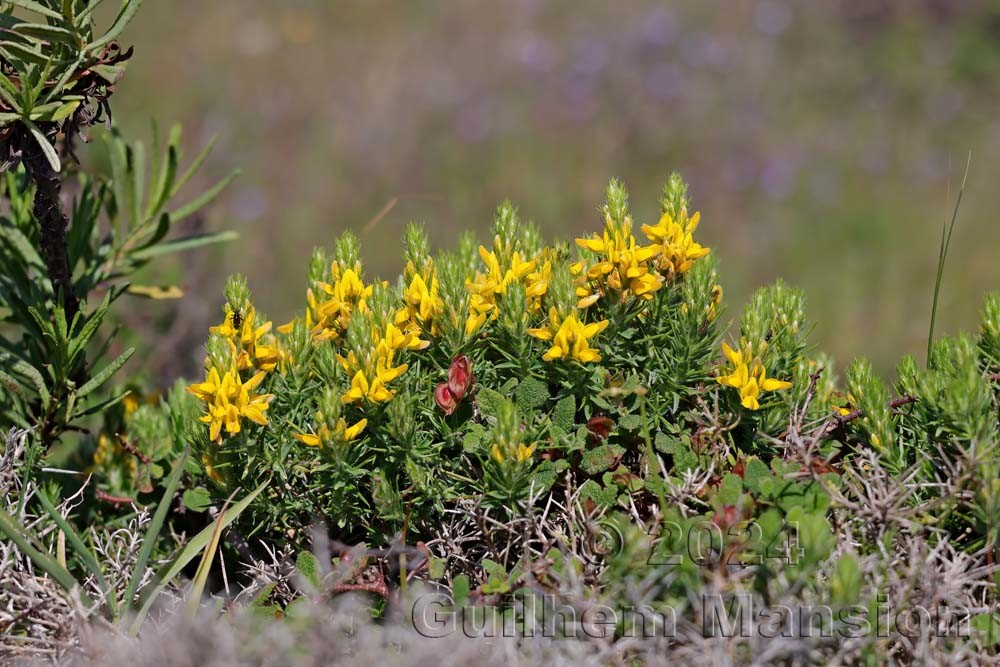 Genista hirsuta
