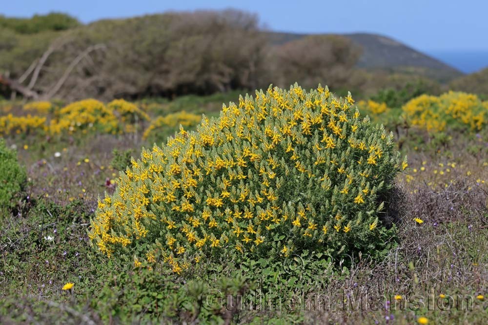 Genista hirsuta