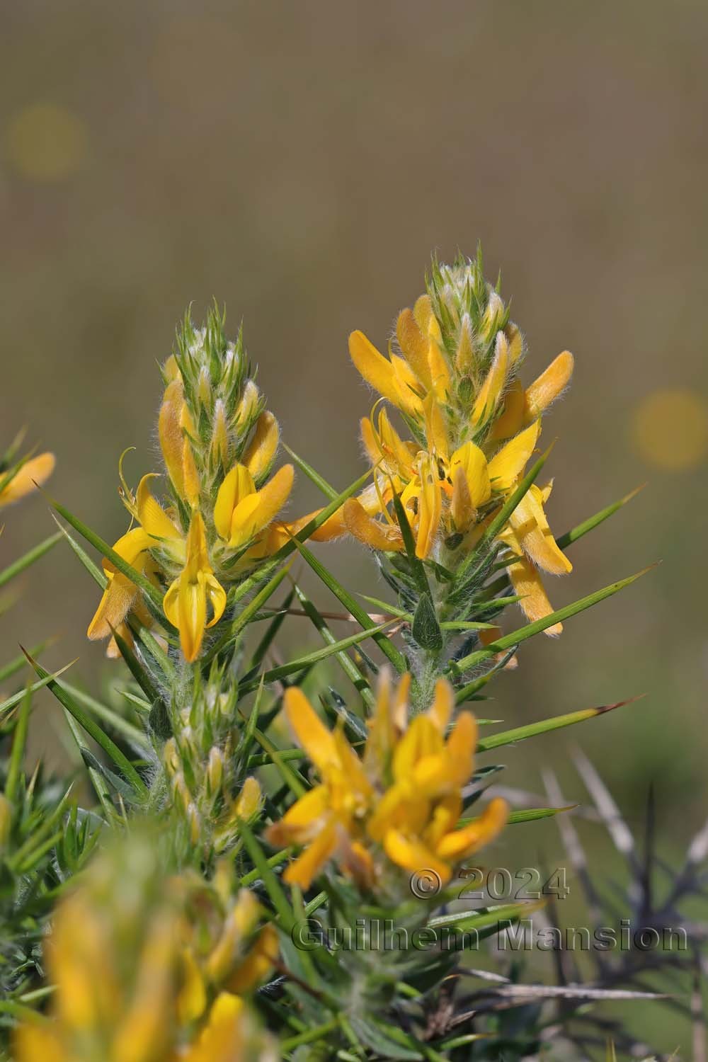 Genista hirsuta
