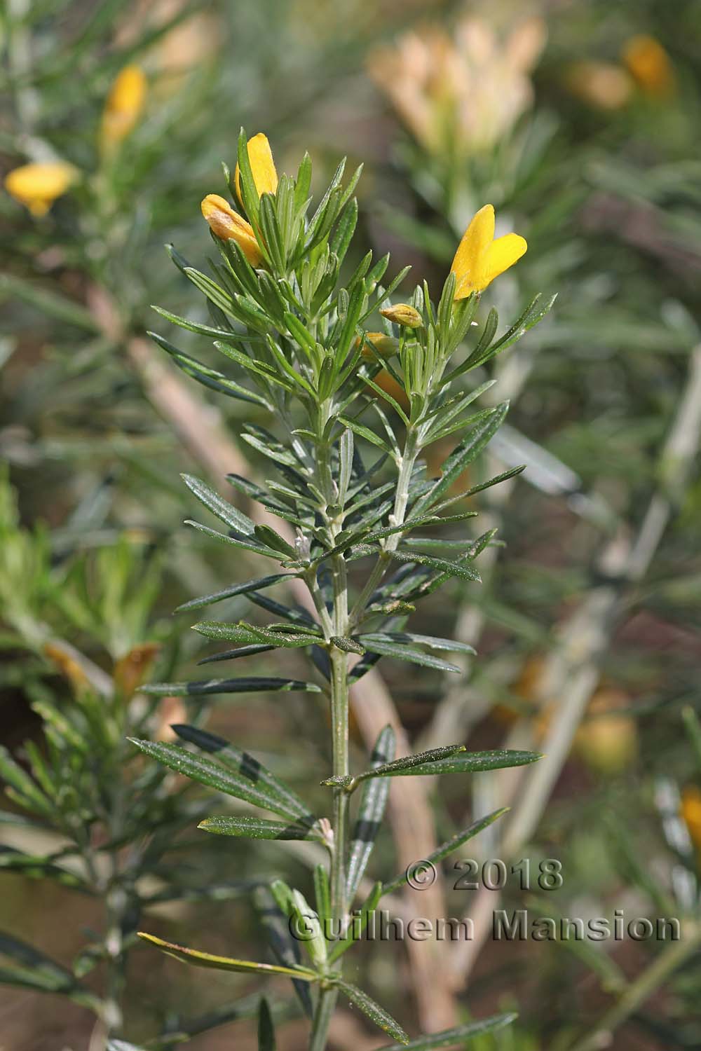 Genista linifolia