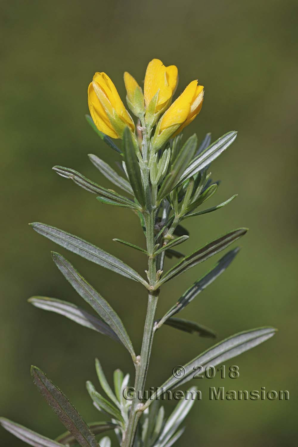 Genista linifolia