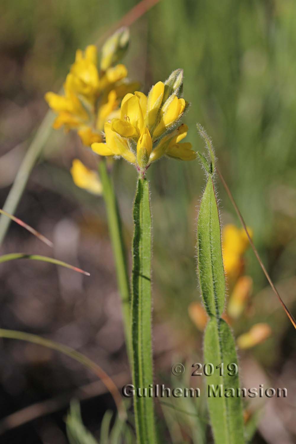 Genista sagittalis