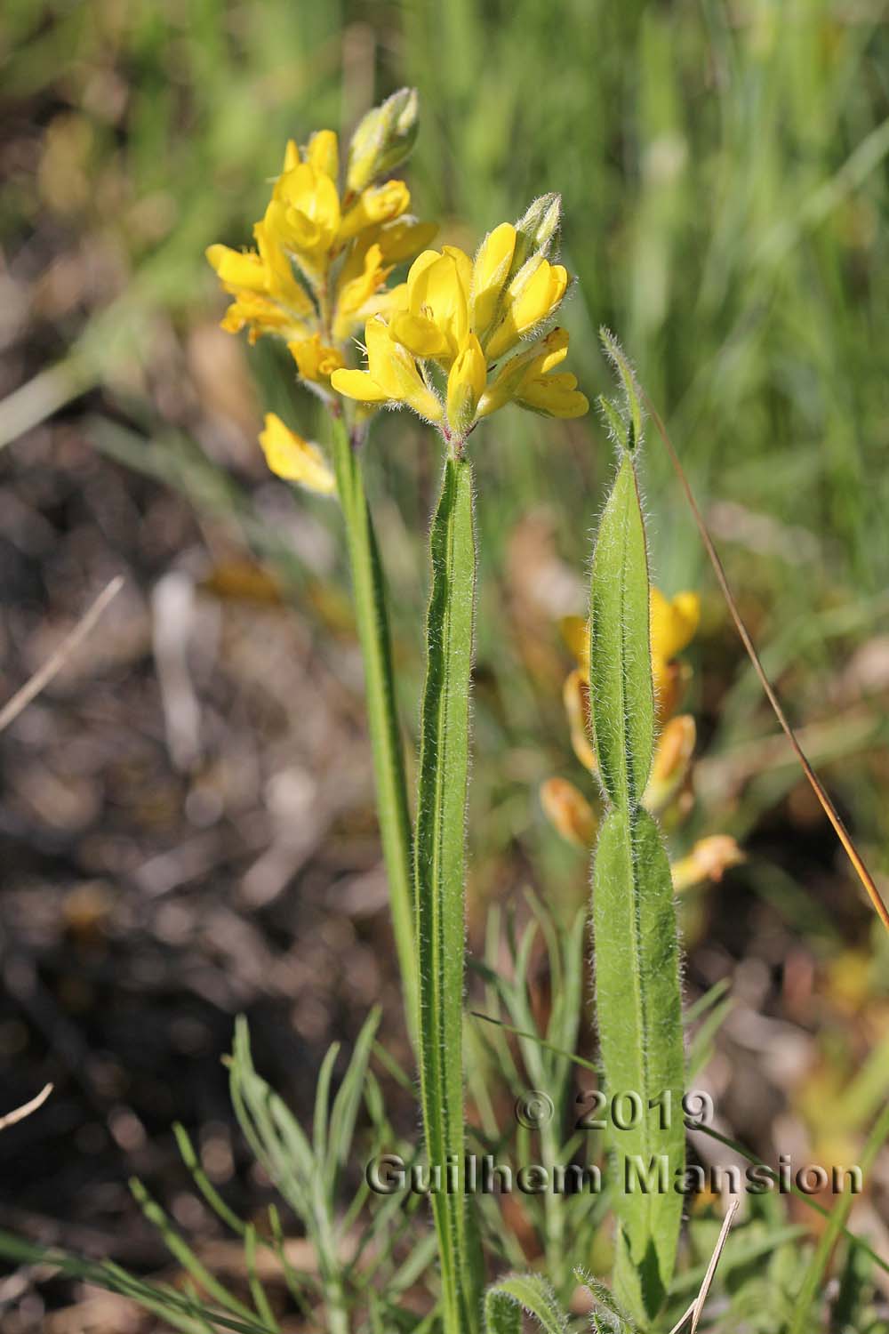 Genista sagittalis