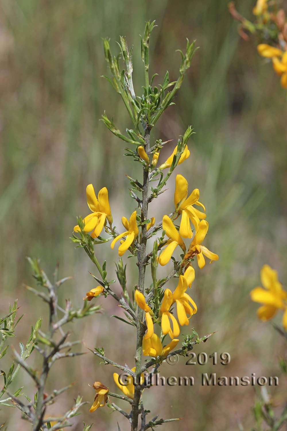 Genista scorpius