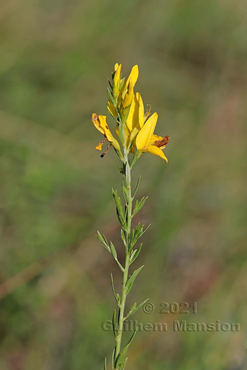 Genista tinctoria