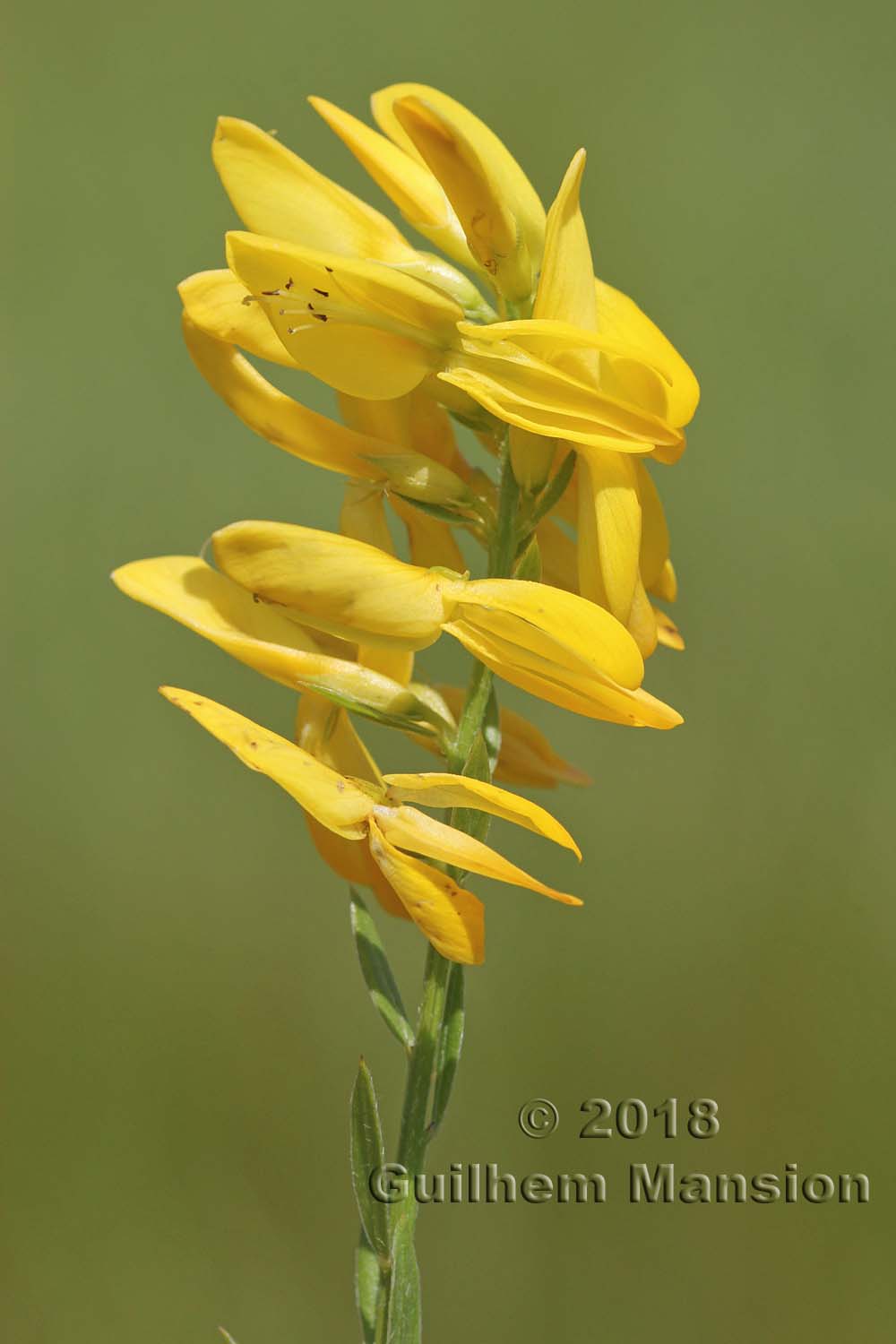 Genista tinctoria