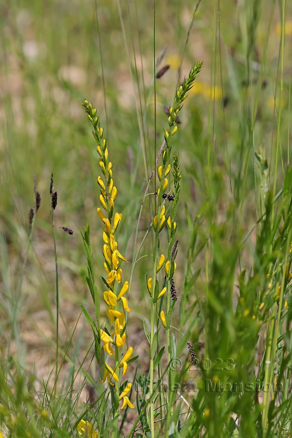 Genista tinctoria