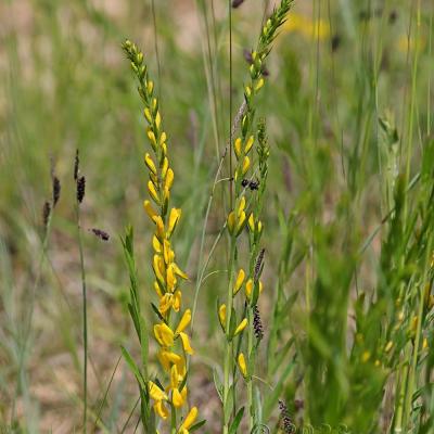 Genista tinctoria