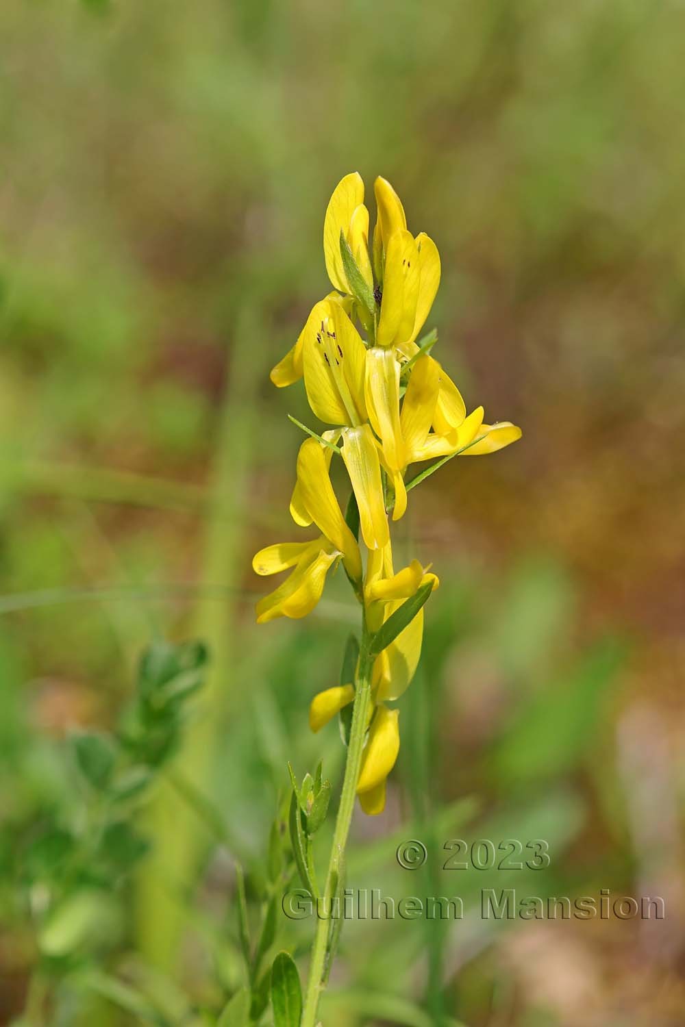 Genista tinctoria