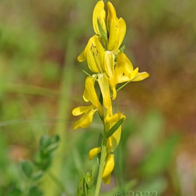 Genista tinctoria
