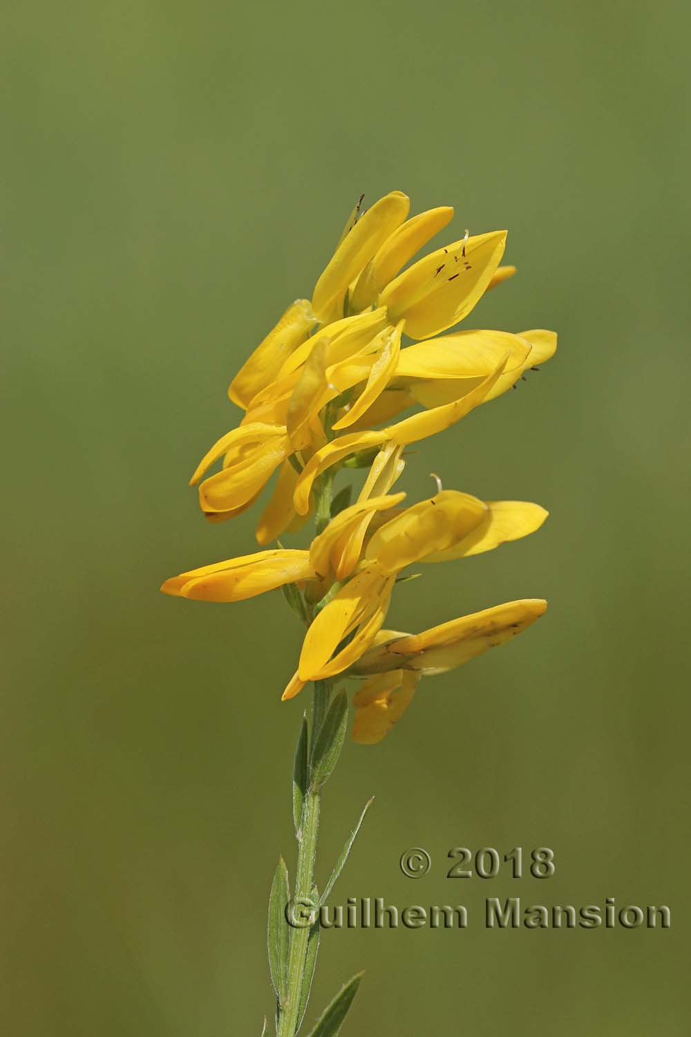 Genista tinctoria