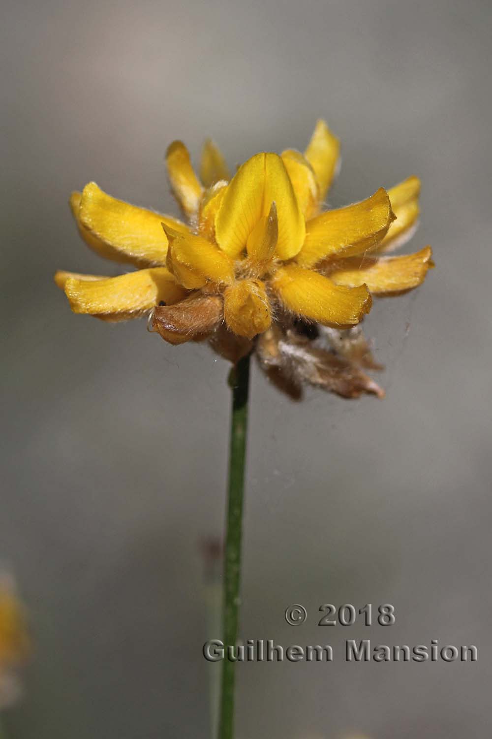 Genista umbellata subsp. equisetiformis