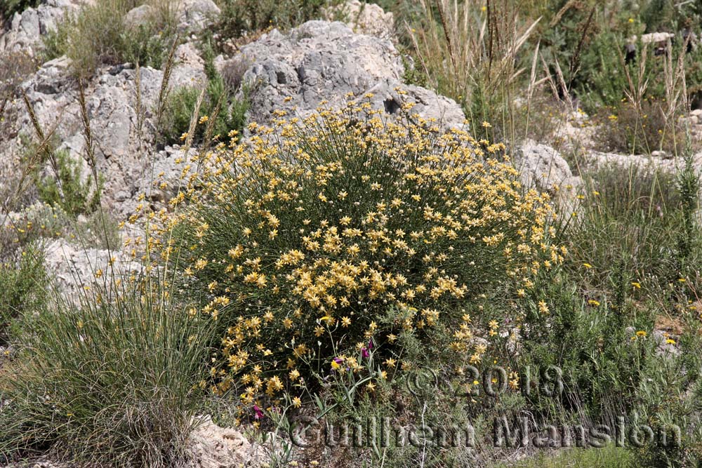 Genista umbellata subsp. equisetiformis