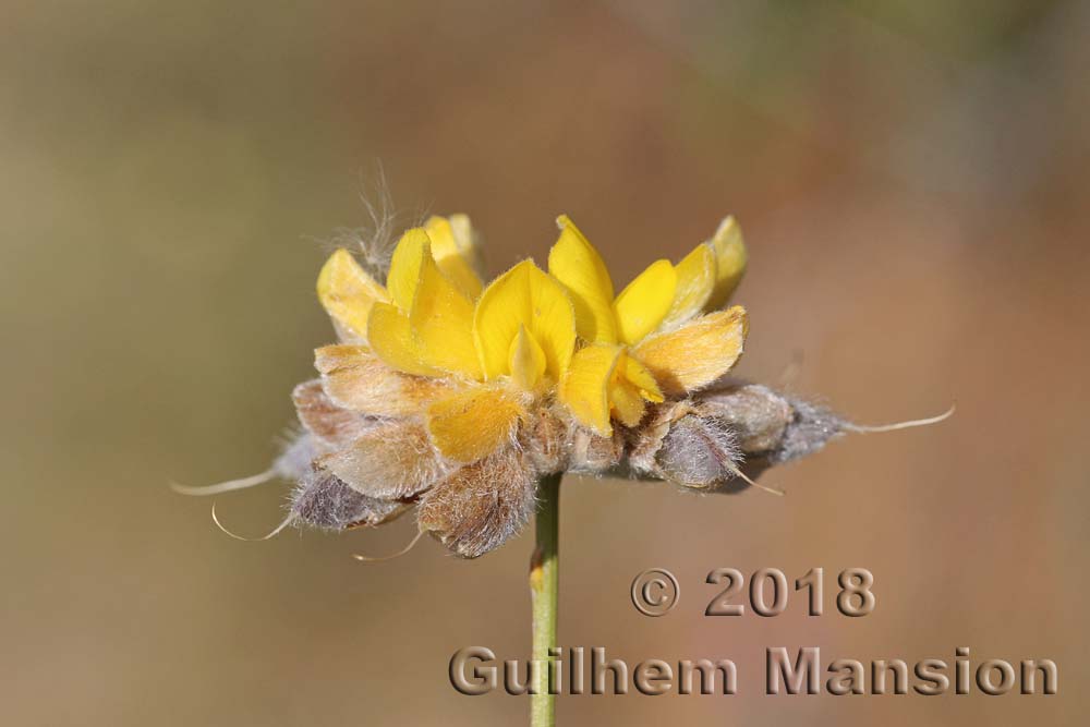 Genista umbellata subsp. equisetiformis