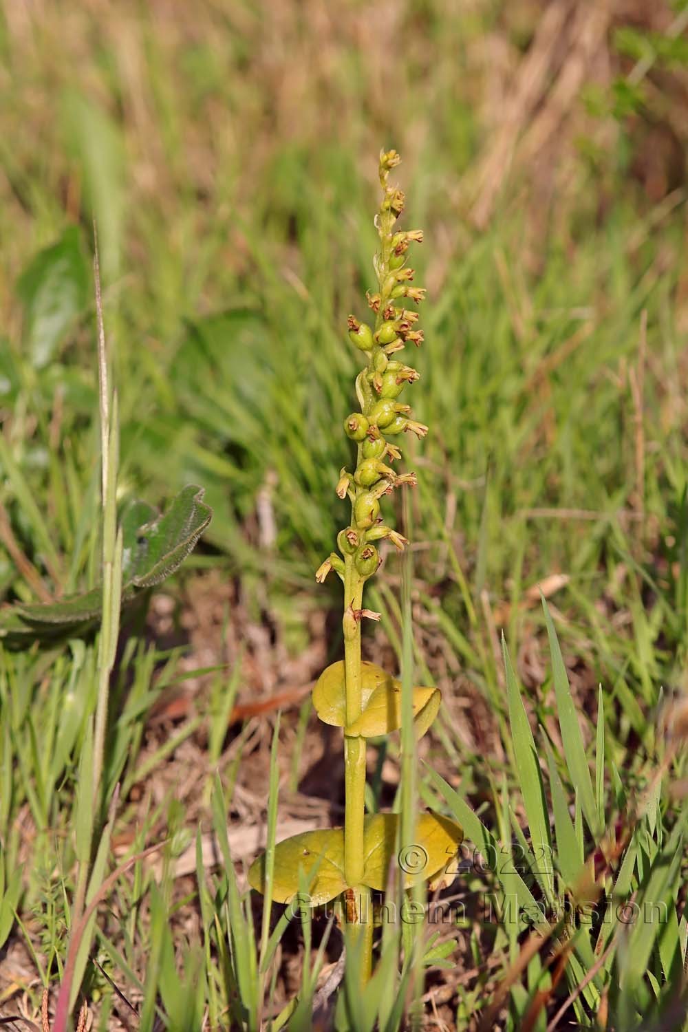 Gennaria diphylla